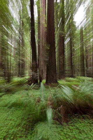 120 Redwood.jpg